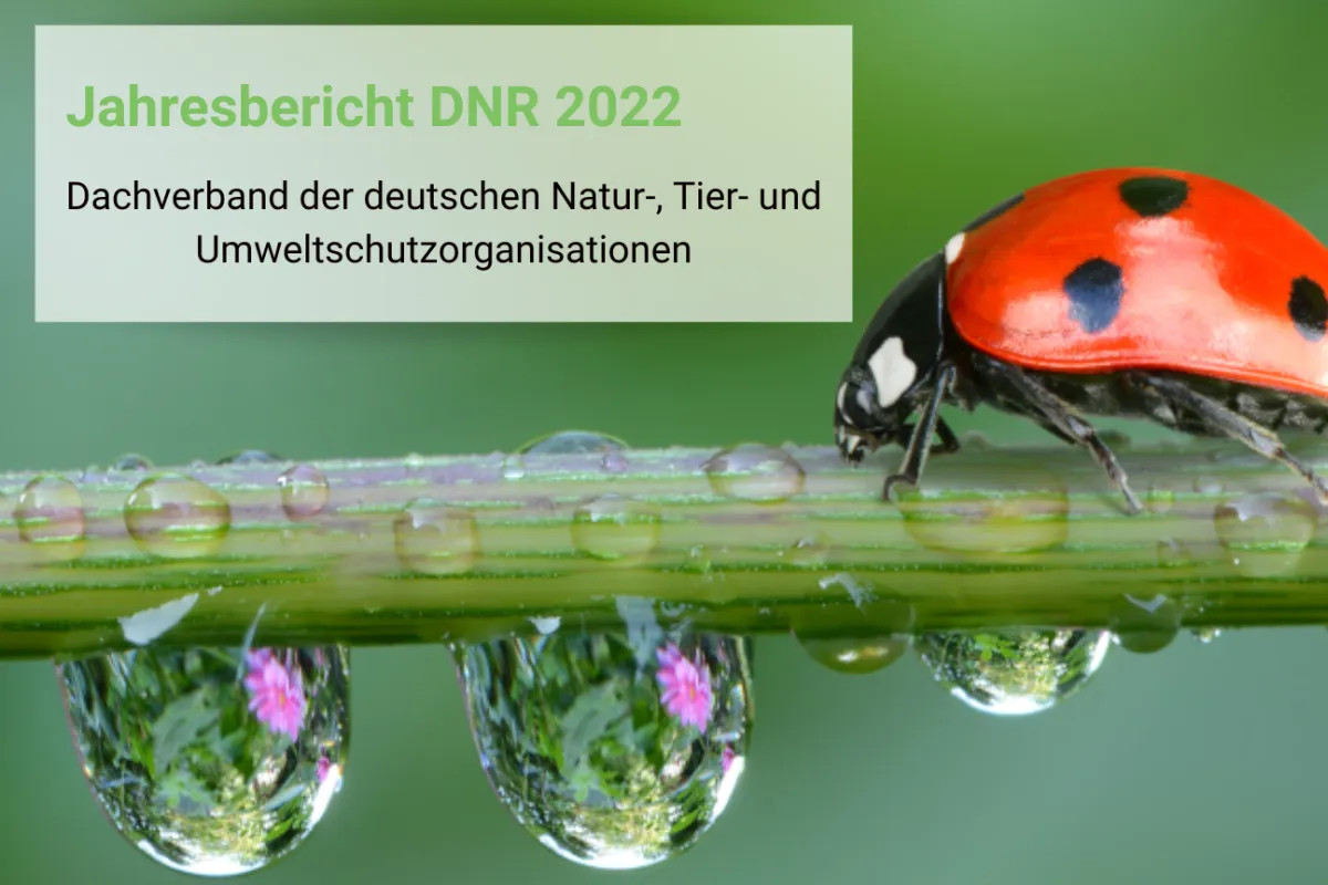 Jahresbericht DNR 2022